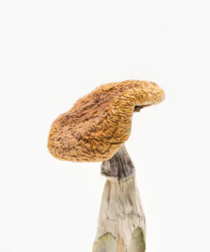 golden teacher mushrooms for sale